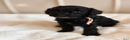 Cavapoo dogs for sale: Premium Quality Teddy Toy Cavapoos F1B - Advert 6