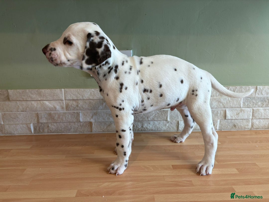 Dalmatian dogs for sale: 2 handsome chunky liver spotted boys  - Image 8