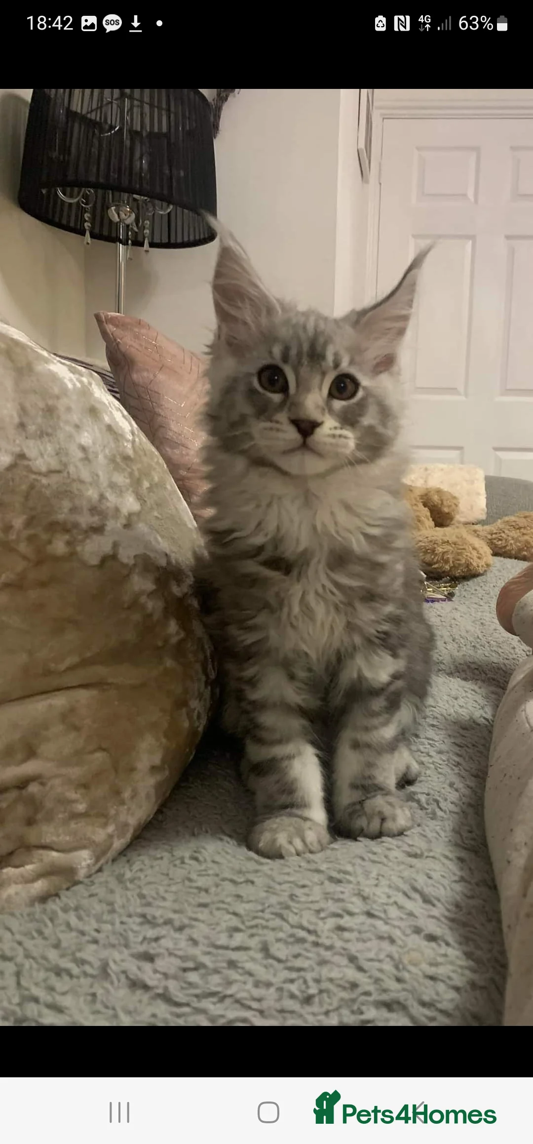 Maine Coon cats for stud: 2 XL Proven Studs 1 of them is a Tica Champion   in Royston - Advert 9