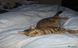 Domestic Shorthair cats for sale: 3 cats 1 female 2 males - Image 5