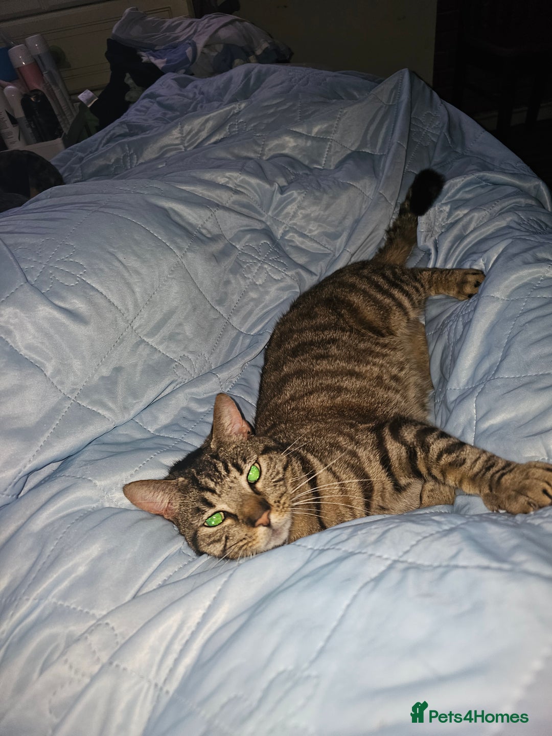 Domestic Shorthair cats for sale: 3 cats 1 female 2 males - Image 5