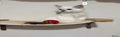 Ragdoll 2