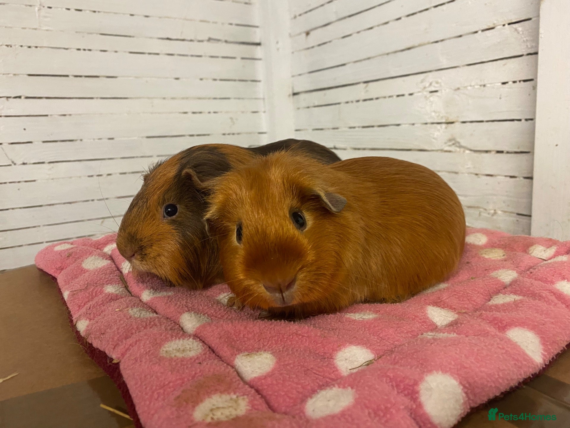 Guinea Pig rodents for sale: pairs of stunning boys available ready now - Advert 17