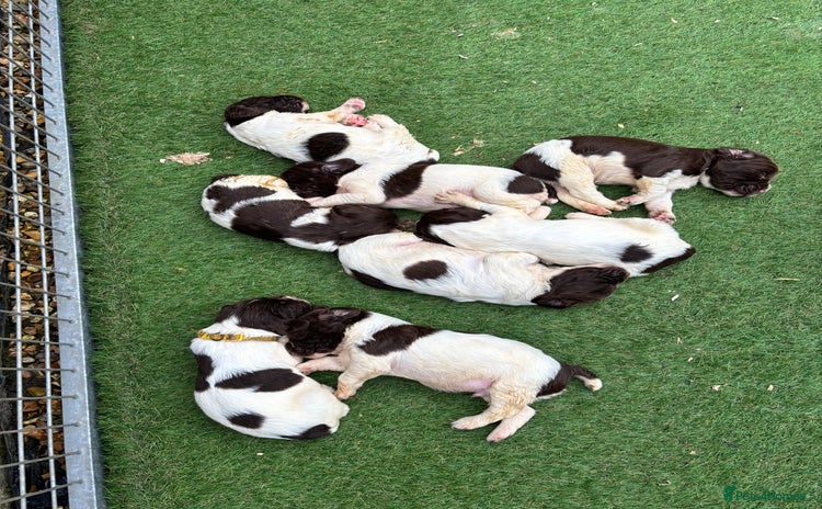 English Springer Spaniel dogs - Advert 3