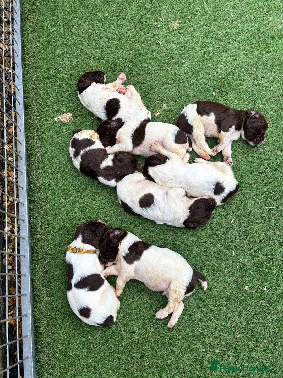 English Springer Spaniel dogs for sale: Springer Spaniel Puppies  - Image 2