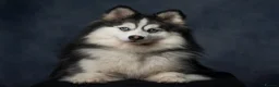 Pomsky dogs for stud: F3 6.8kg Pomsky Stud silver/white, health tested  - Advert 4