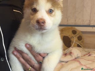 Siberian Husky dogs Siberian husky - Advert 6