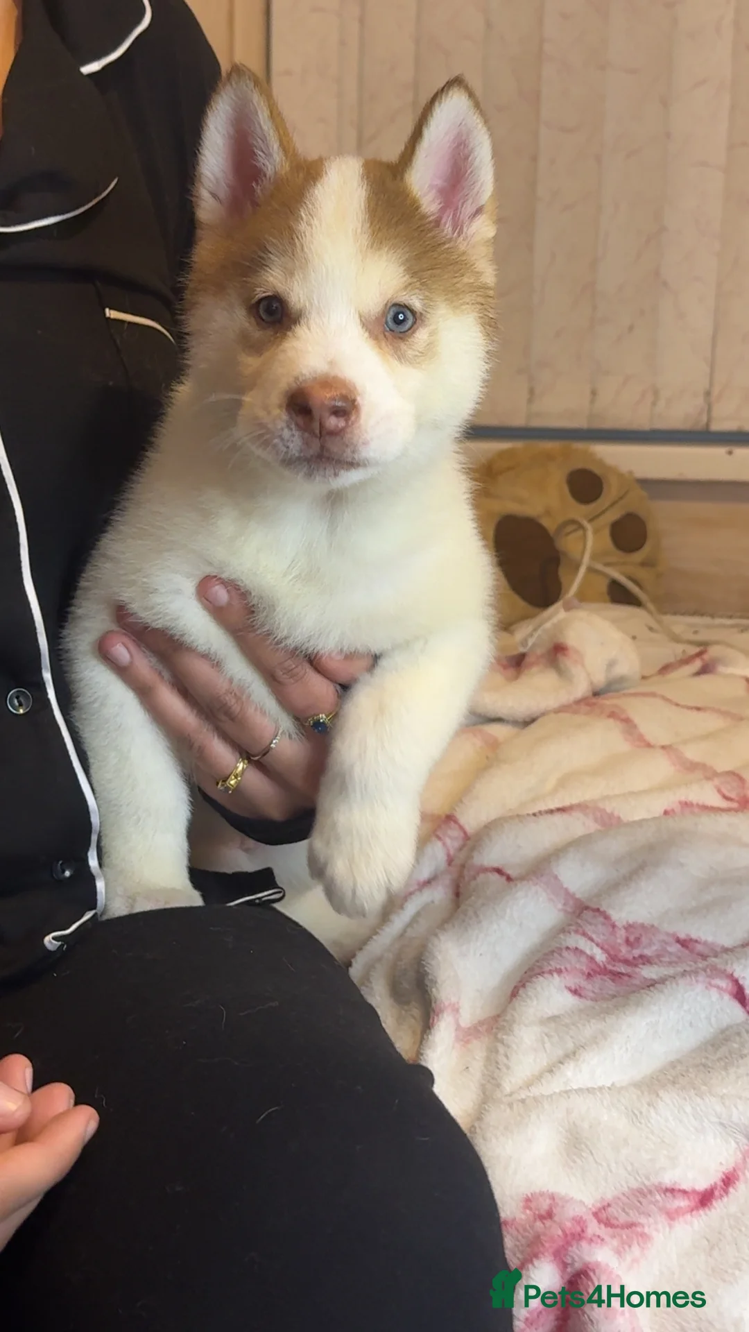 Siberian Husky dogs for sale: Siberian husky  - Advert 1