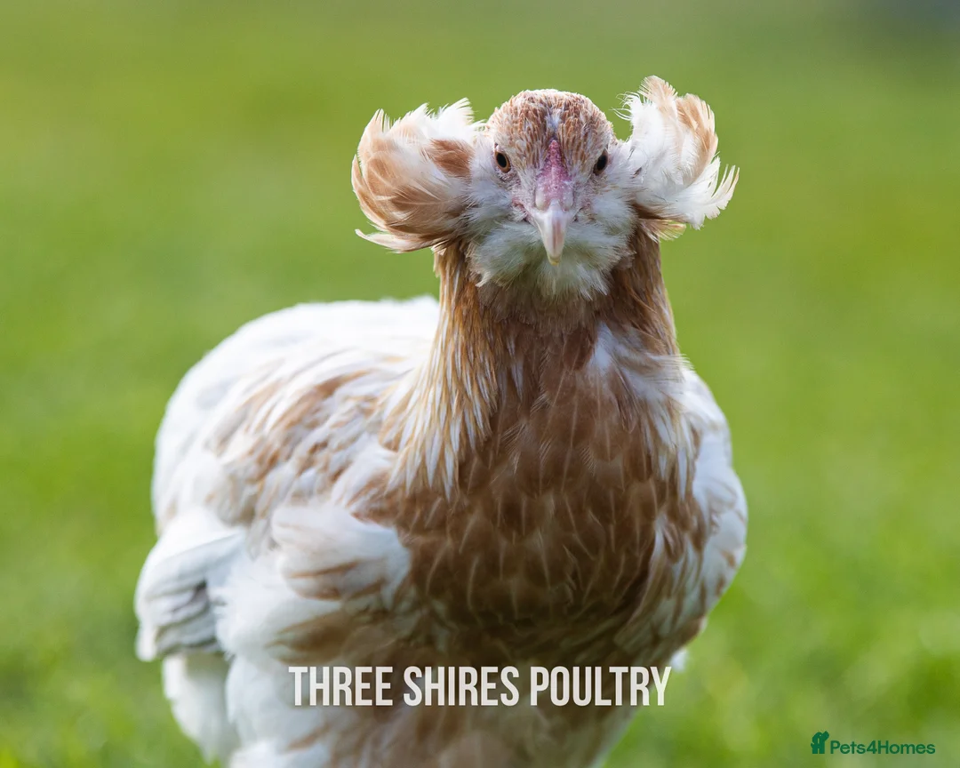 Chickens poultry for sale: Point of Lay Pure Breeds - Pekins, Polish and more - Advert 6