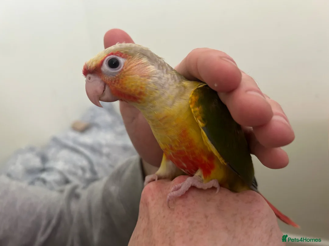 Conures birds for sale: 2 conure babies  in Southampton - Advert 6