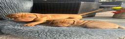 Hungarian Vizsla dogs for sale: Gunfield duel purpose - Exceptional Show & Working - Advert 1