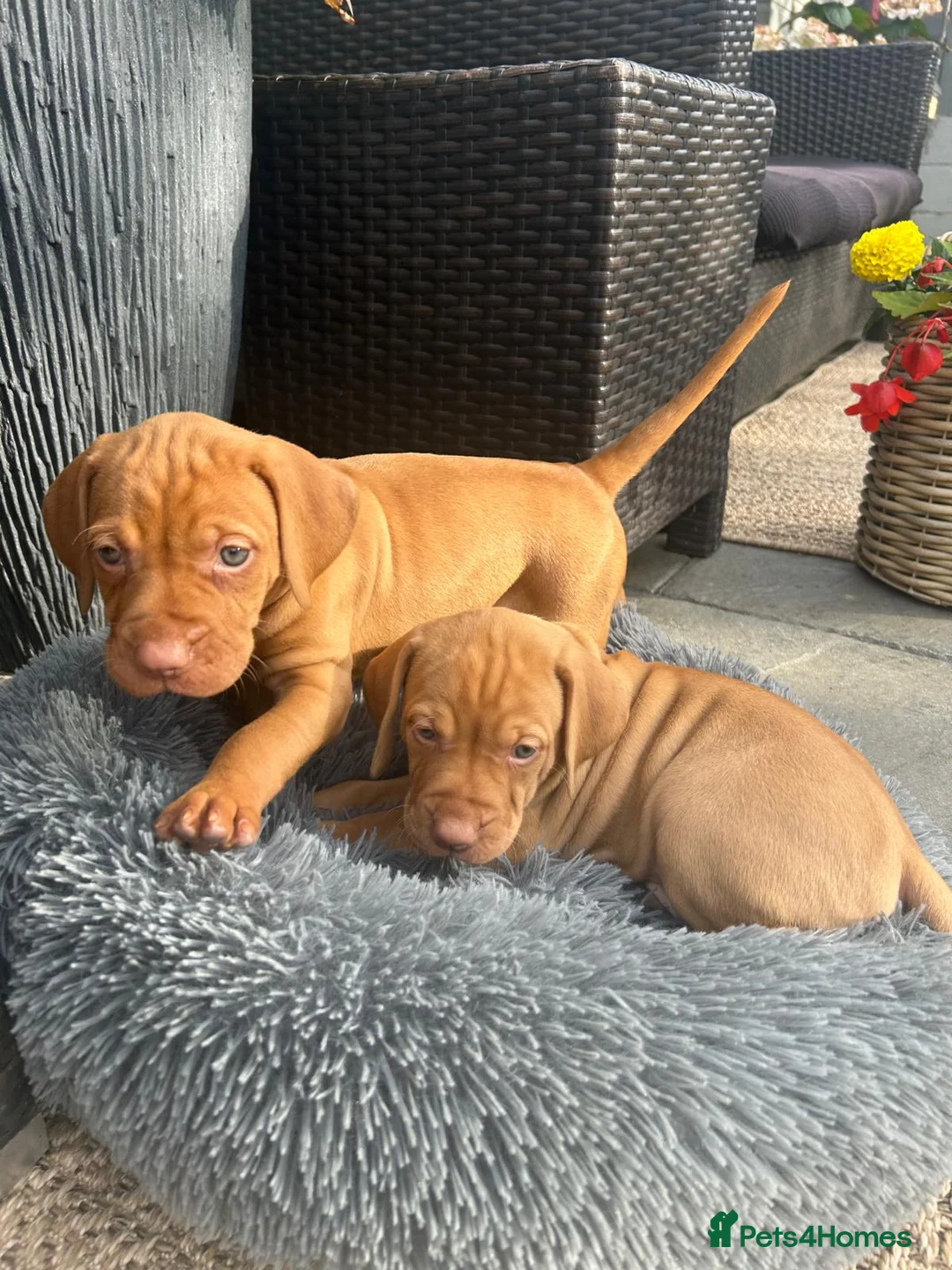 Hungarian Vizsla dogs for sale: Gunfield duel purpose - Exceptional Show & Working - Advert 1