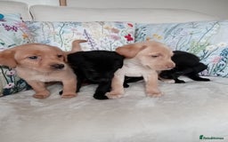 Labrador Retriever dogs for sale: KC reg DNA tested Labrador puppies. - Image 2