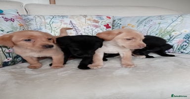 Labrador Retriever dogs - Advert 15