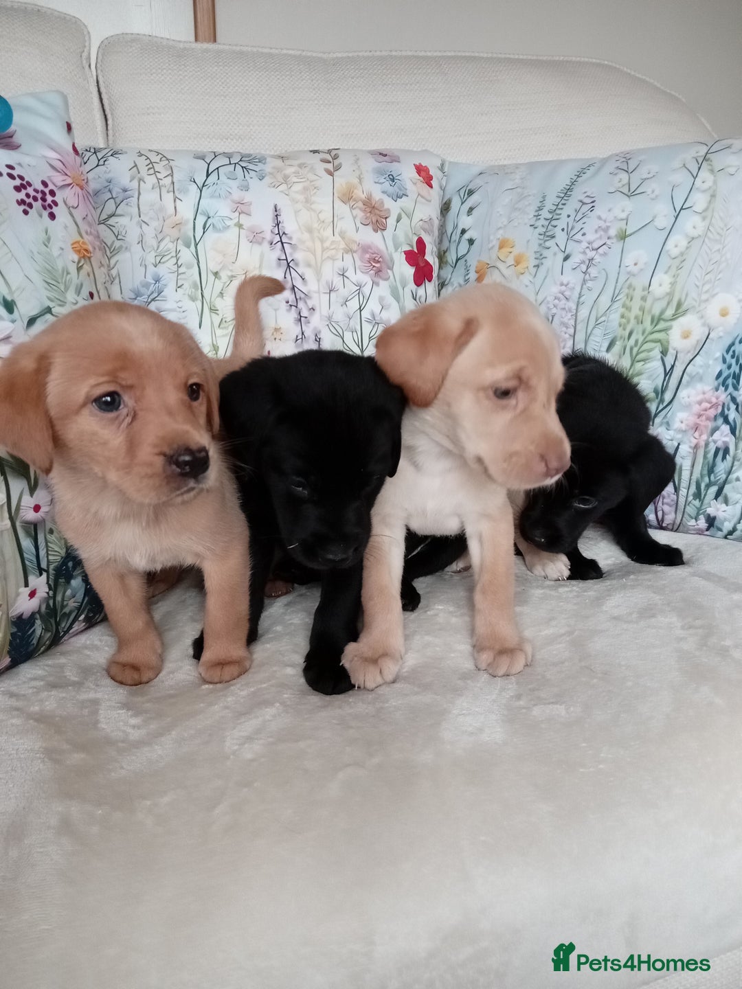 Labrador Retriever dogs for sale: KC reg DNA tested Labrador puppies. - Image 2