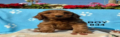 Cockapoo 2