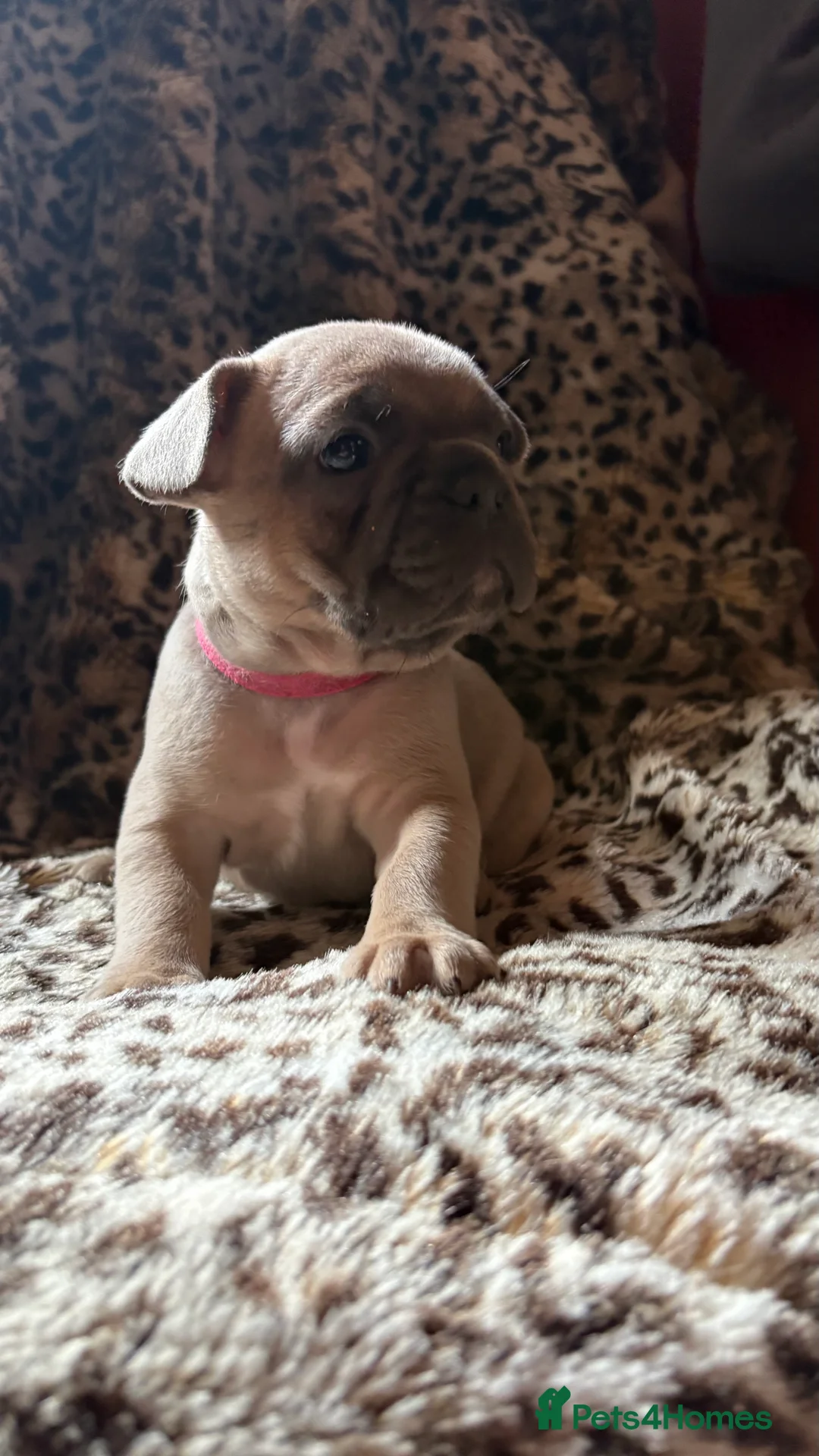 French Bulldog dogs for sale: French bull dog puppies - Advert 13