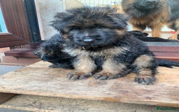 German Shepherd dogs for sale: German Shepard Long haired puppies - Image 27