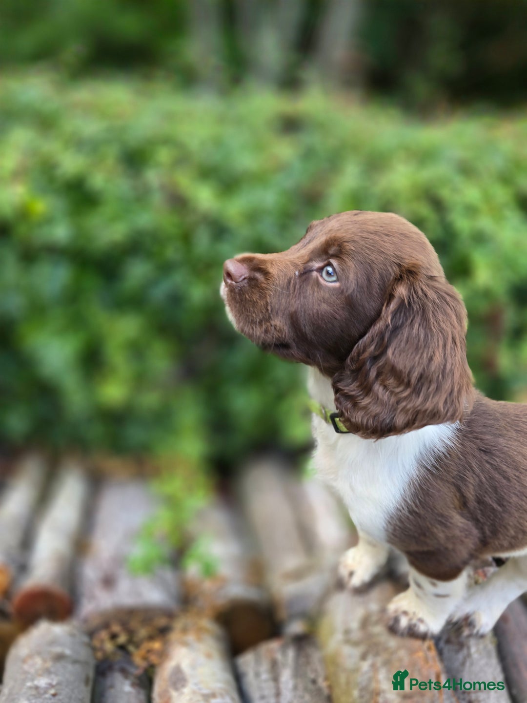 English Springer Spaniel dogs for sale: Working English Springer Spaniel Pups - KC REG - Image 3