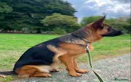 German Shepherd dogs for sale: A beautiful German import pup bitch  - Image 6