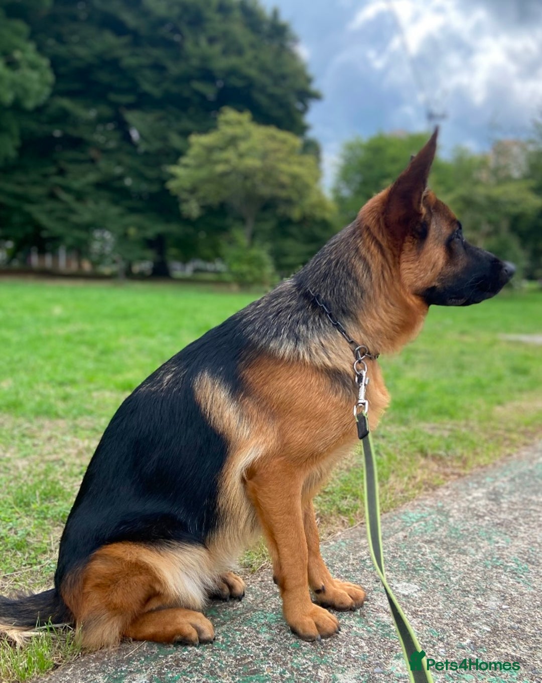 German Shepherd dogs for sale: A beautiful German import pup bitch  - Image 6