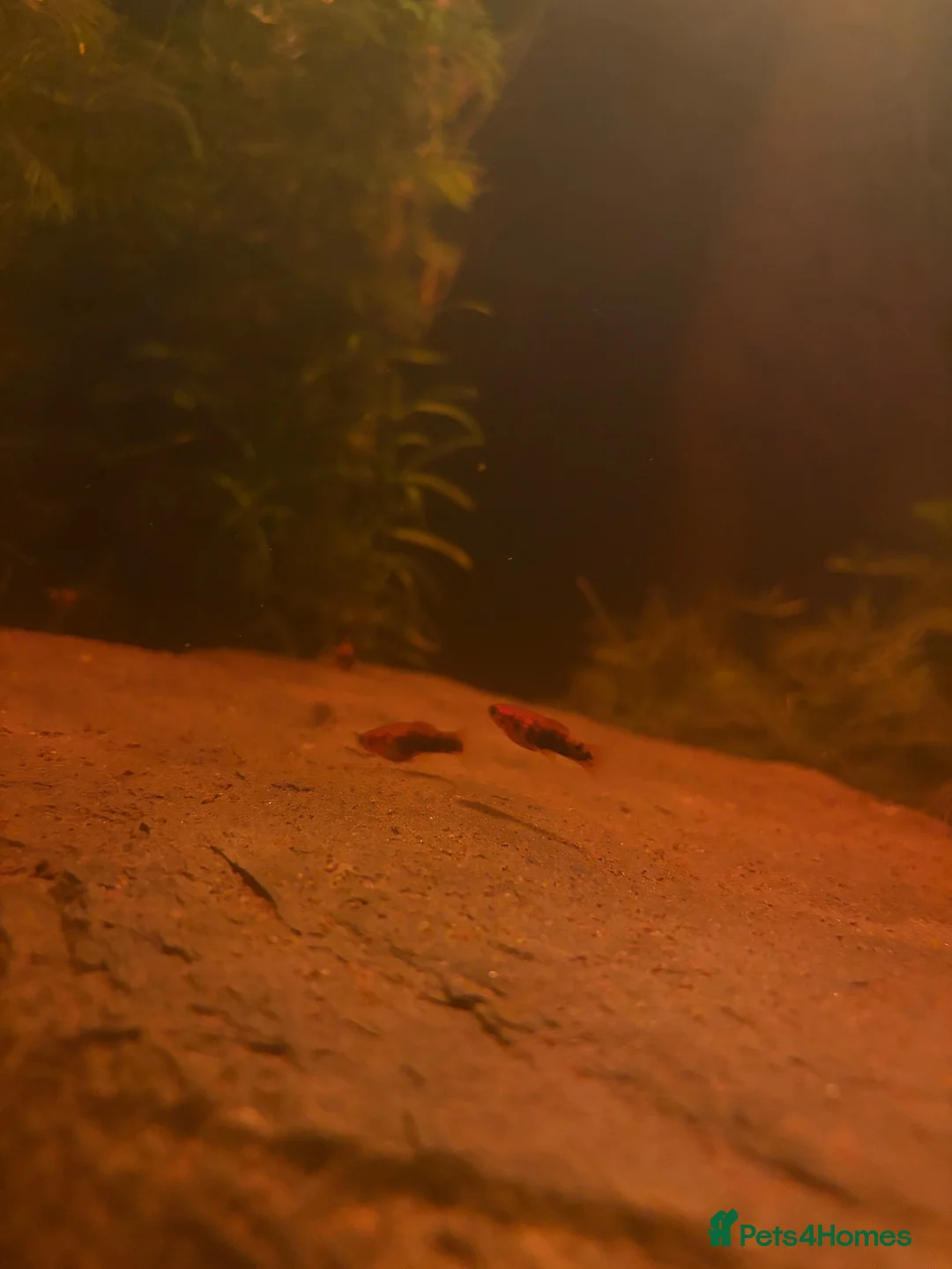 Swordtails fish for sale: Healthy Home-Bred Swordtail Juveniles in Stockport - Advert 2