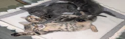 Mixed Breed cats for sale: Mixed Breed Bengal Kittens  in Portsmouth - Advert 5