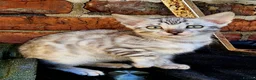 Mixed Breed cats for sale: Bengal mix  - Advert 3
