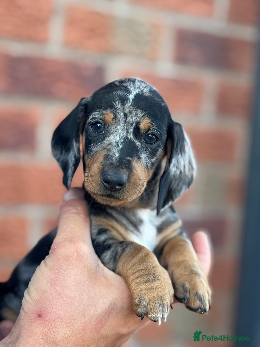 Dachshund dogs for sale: The most beautiful Tweenies  - Image 6