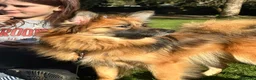 Pomchi dogs for sale: 1yo female Pomchi - Advert 4