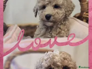 Cockapoo dogs Cockapoo puppies - Advert 1