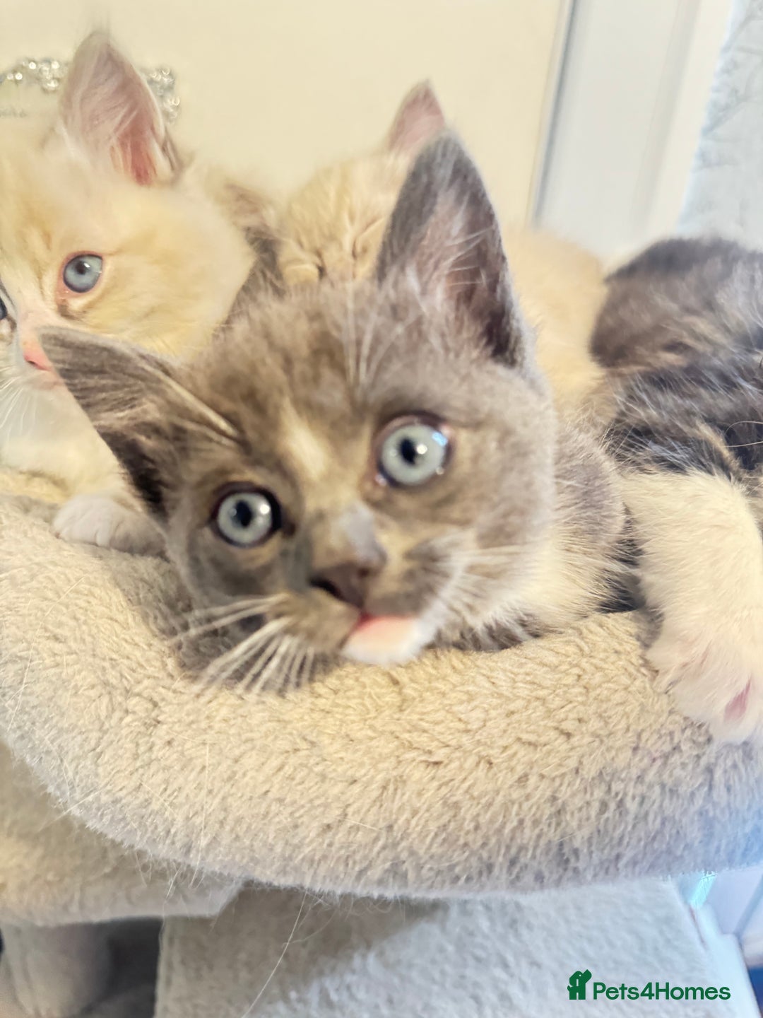 Ragdoll cats for sale: Beautiful Ragdoll Kittens - Advert 11