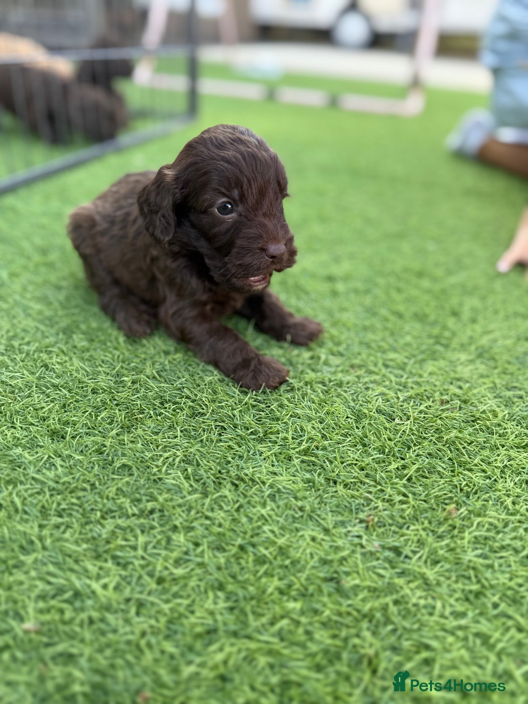 Cockapoo dogs for sale: Cockerpoo puppies - Image 19