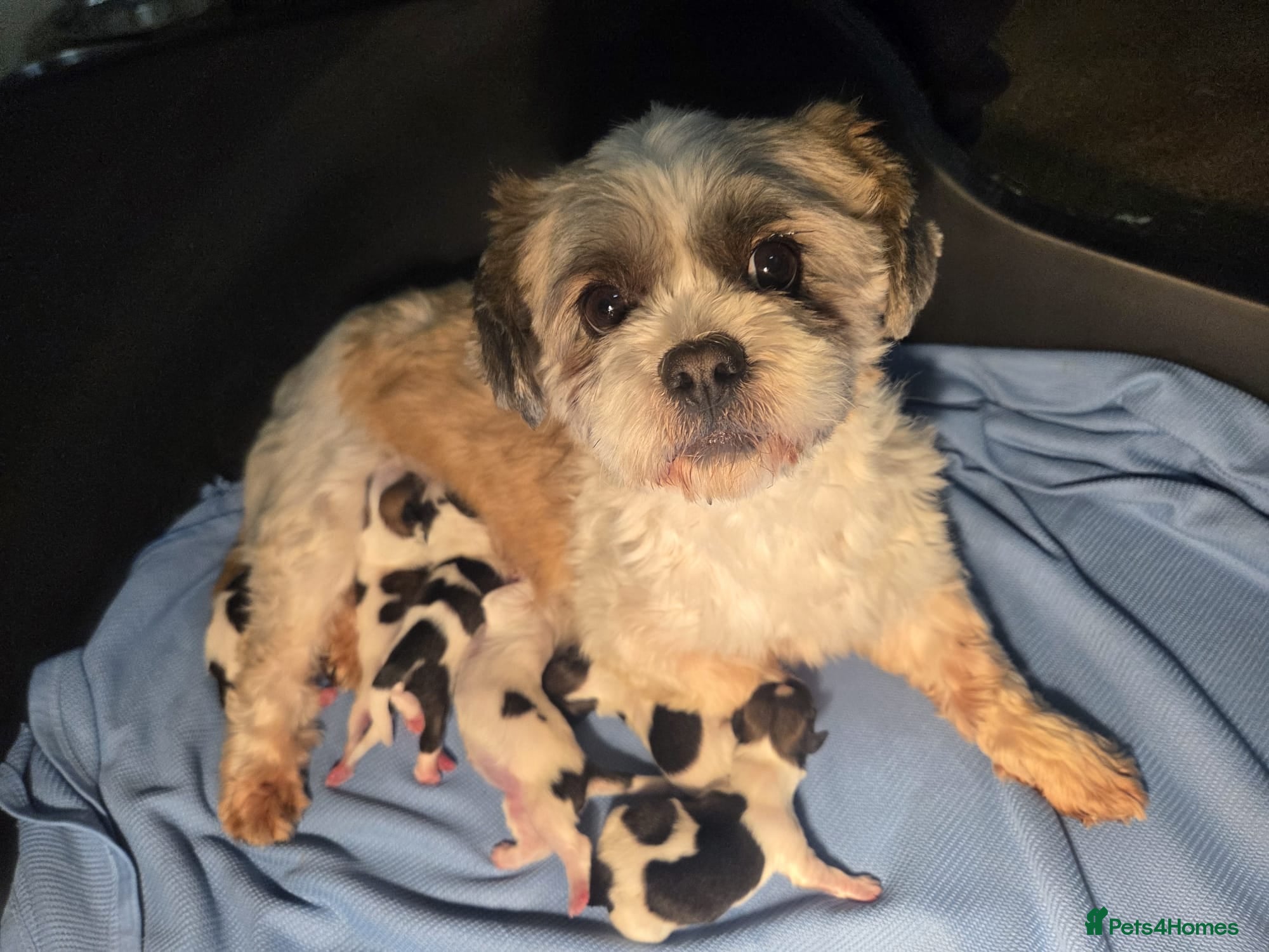 Lhasa Apso dogs Lhasa Apso Puppies  - Advert 2