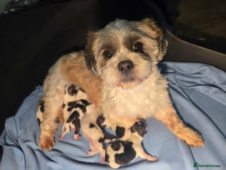 Lhasa Apso dogs Lhasa Apso Puppies - Advert 6