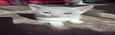Turkish Angora Kitten 1