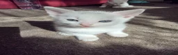 Turkish Angora cats for sale: Whithe Turkish Angora - Advert 6