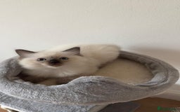 Ragdoll cats for sale: Ragdoll - Image 8