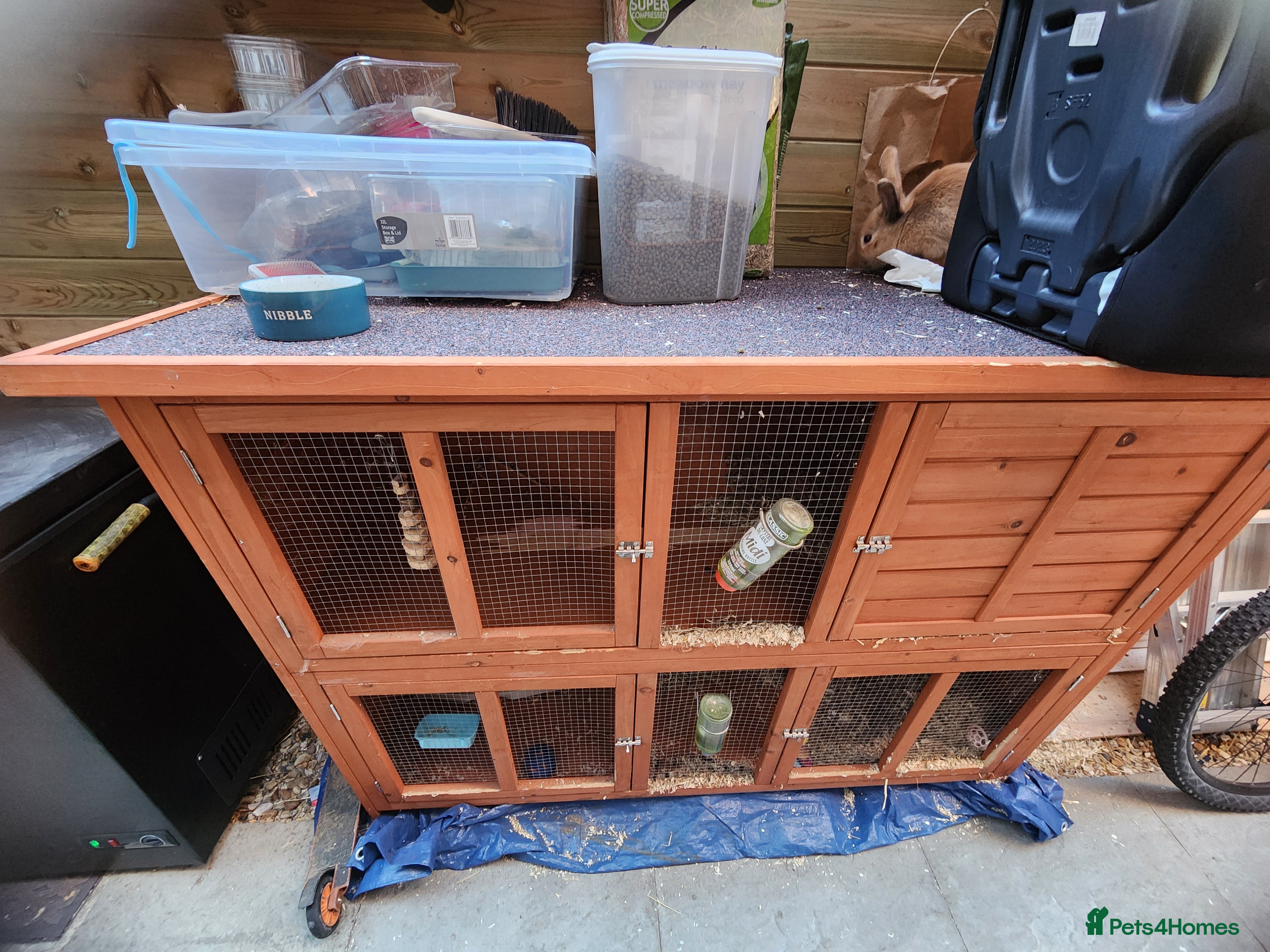 Flemish rabbits Rabbit for sale , name :fudge , LITTLEHAMPTON  - Advert 3