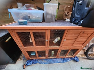 Flemish rabbits Rabbit for sale , name :fudge , LITTLEHAMPTON - Advert 10