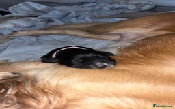 Cocker Spaniel dogs for sale: Cockers for sale  - Advert 4