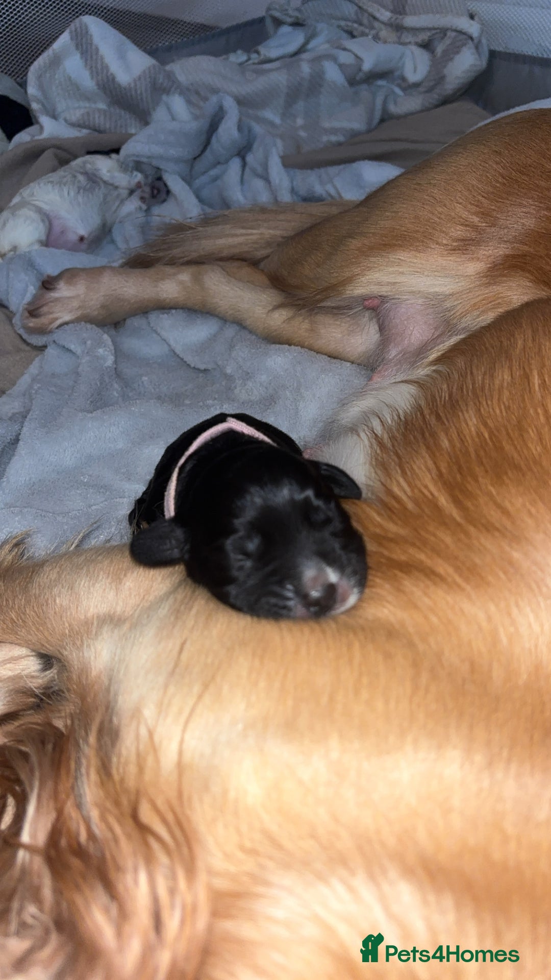 Cocker Spaniel dogs for sale: Cockers for sale  - Advert 4