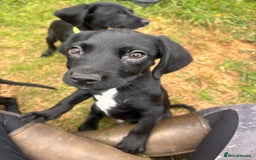 Springador dogs for sale: One Springerdor pup left born 8/06/2025 - Image 6