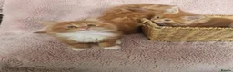 Norwegian Forest Cat cats for sale: Beautiful ginger Norwegian Forest fluffy kittens  - Advert 6