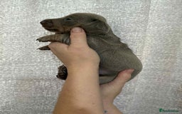 Miniature Dachshund dogs for sale: Miniature dachshunds  - Image 3