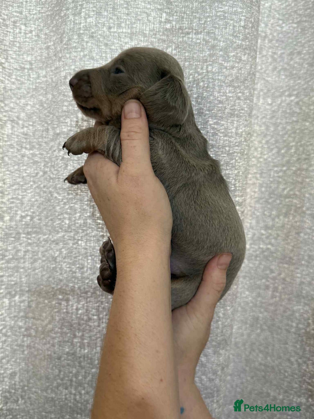 Miniature Dachshund dogs for sale: Miniature dachshunds  - Image 3