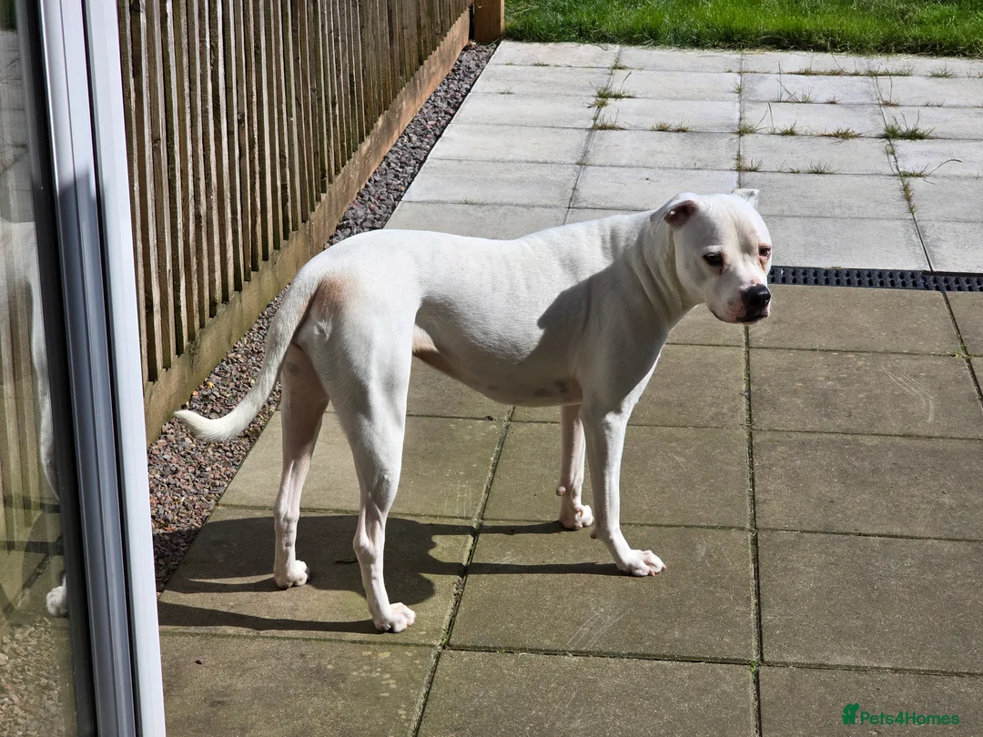 American Bulldog dogs for sale: Lily-Mae, American Scott Bulldog, 4yrs, spayed. - Advert 5