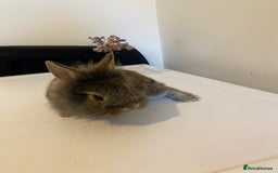 Lionhead rabbits for sale: Last Available Female Baby Lion-head Dwarf  - Image 7