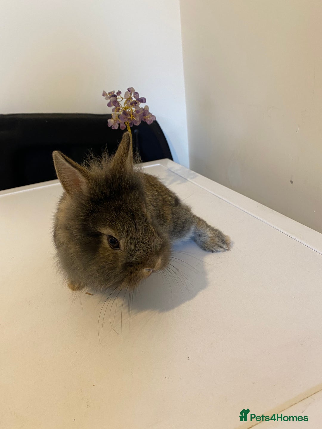 Lionhead rabbits for sale: Last Available Female Baby Lion-head Dwarf  - Image 7