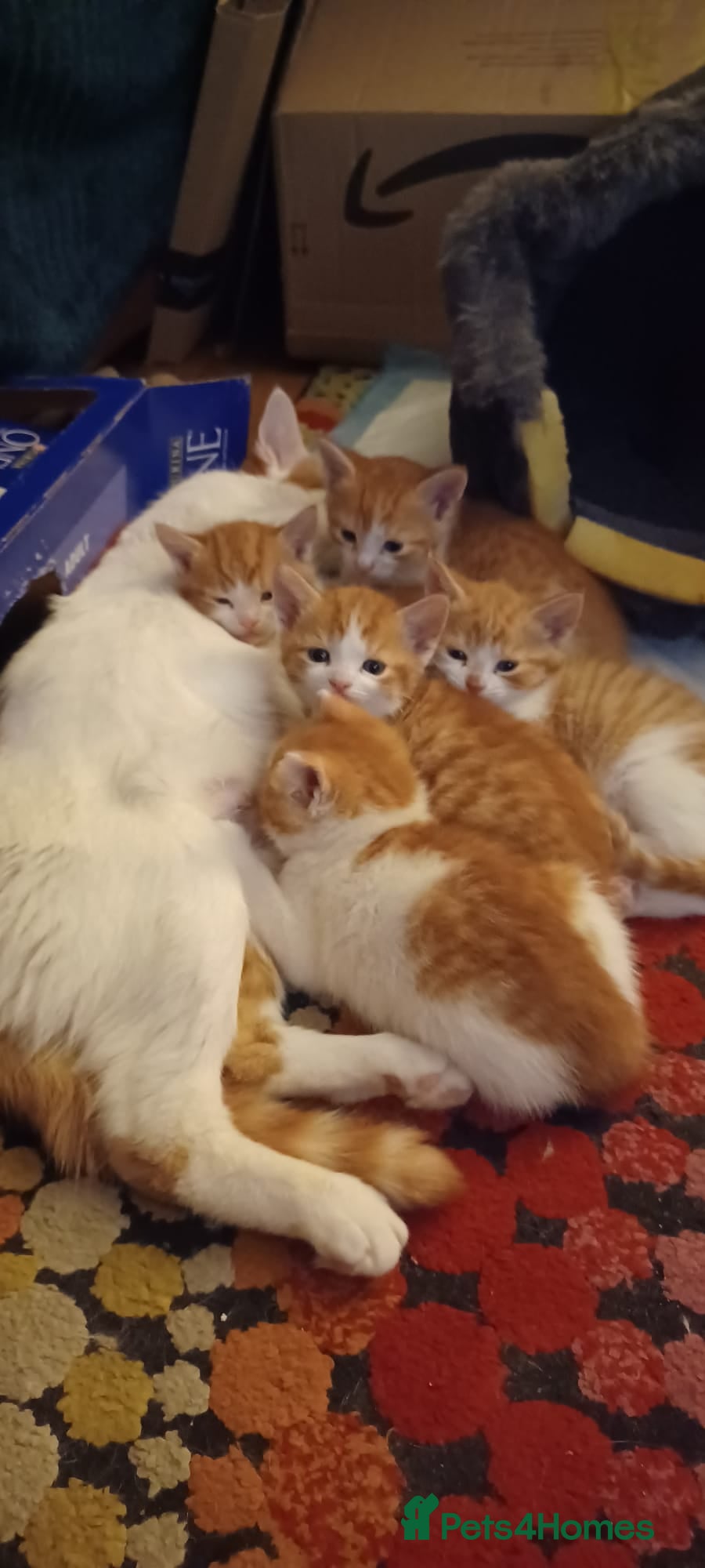 Mixed Breed cats Last little boy ready for his new home - Advert 1